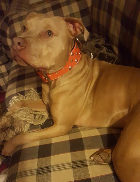 Collar de cuero para perros con tachuelas y remaches, collar personalizado de 2" de ancho - W30