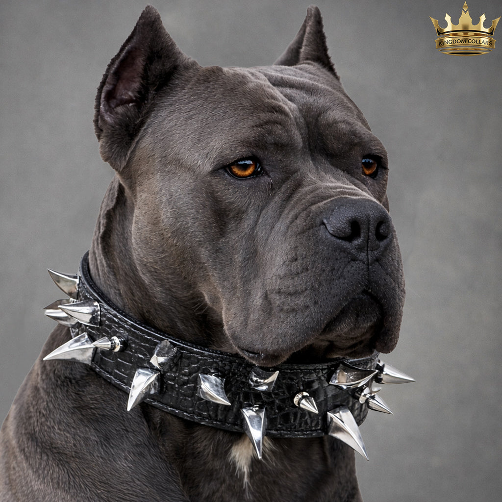Dog wearing a spiked collar on a gray background