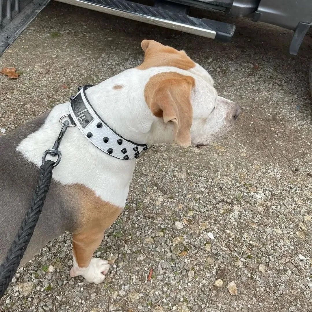 WN4 - Coleira personalizada de couro com tachinhas de 2"