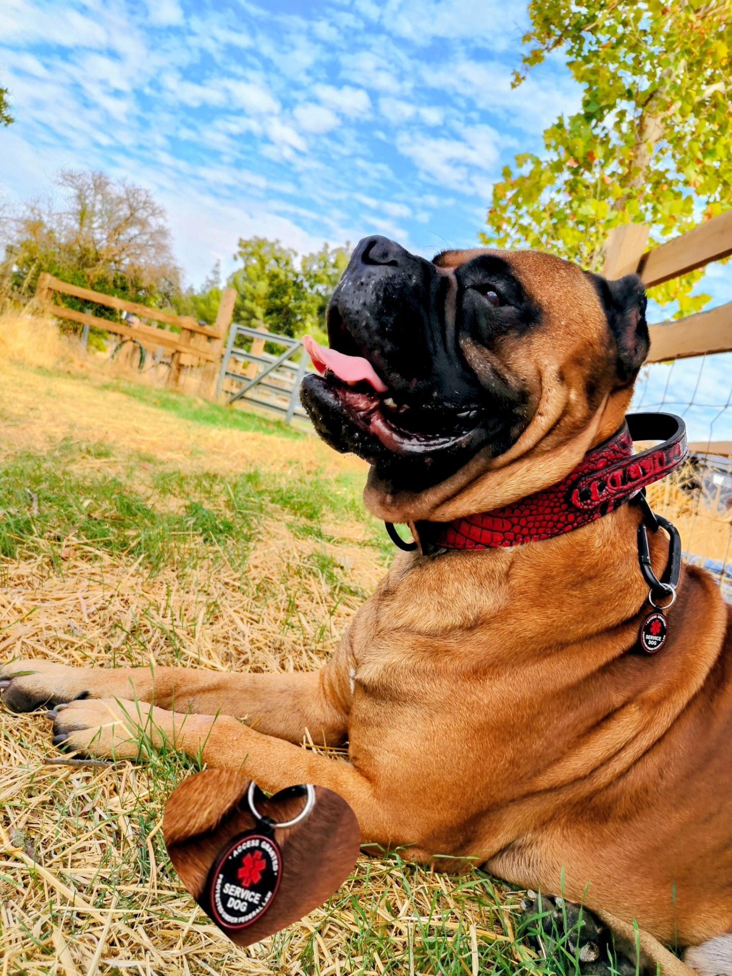 Colar de agitação de couro com alça - 2" de largura