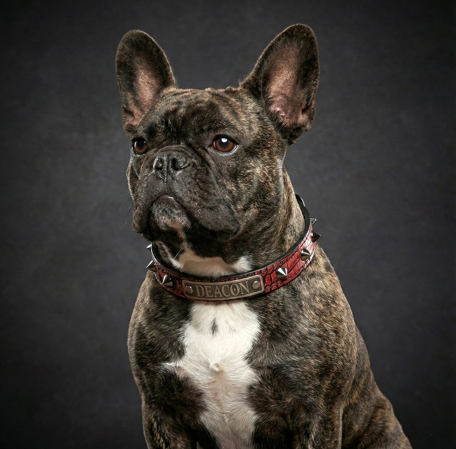Brindle French Bulldog wearing a red collar with 'DEACON' on a dark background