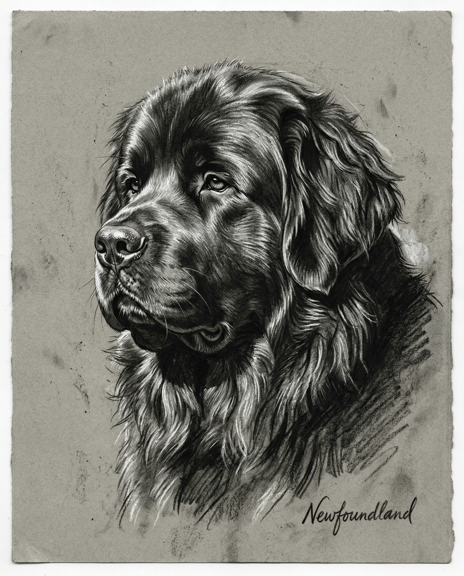Custom Anatomical Charcoal Noir Dog Portrait | Digital Pet Artwork
