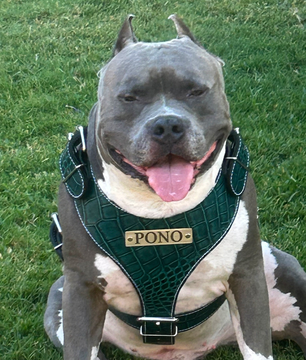 NH4 - Arnés de cuero personalizado para perros