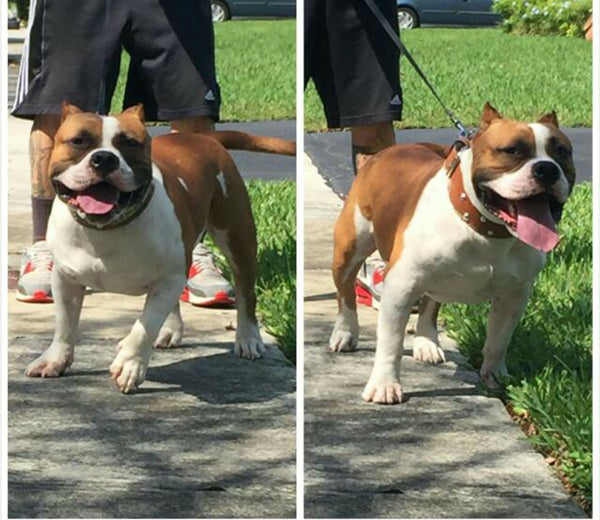 NX3 - Coleira de cachorro de couro cravejada com placa de identificação de 3"