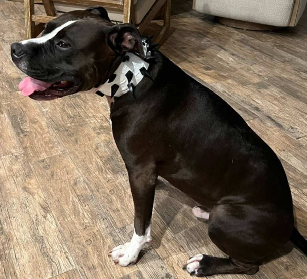 X24 - Collar de cuero para perros de 3" de ancho con púas en forma de garra de dragón