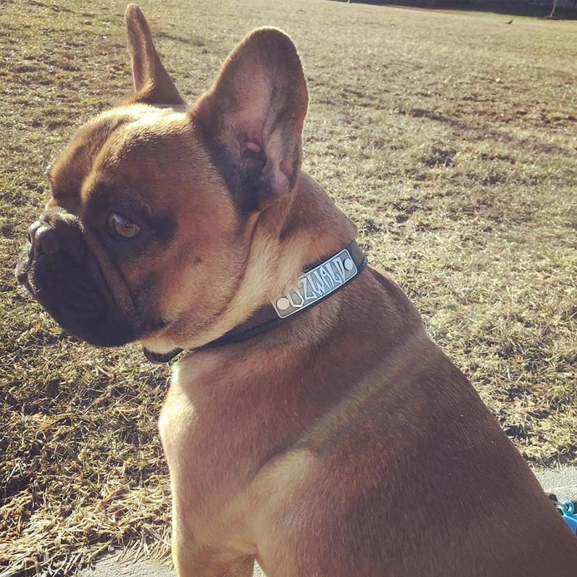 Collar de cuero para perro con placa de identificación personalizada Collar de 1" hecho a medida - NU1