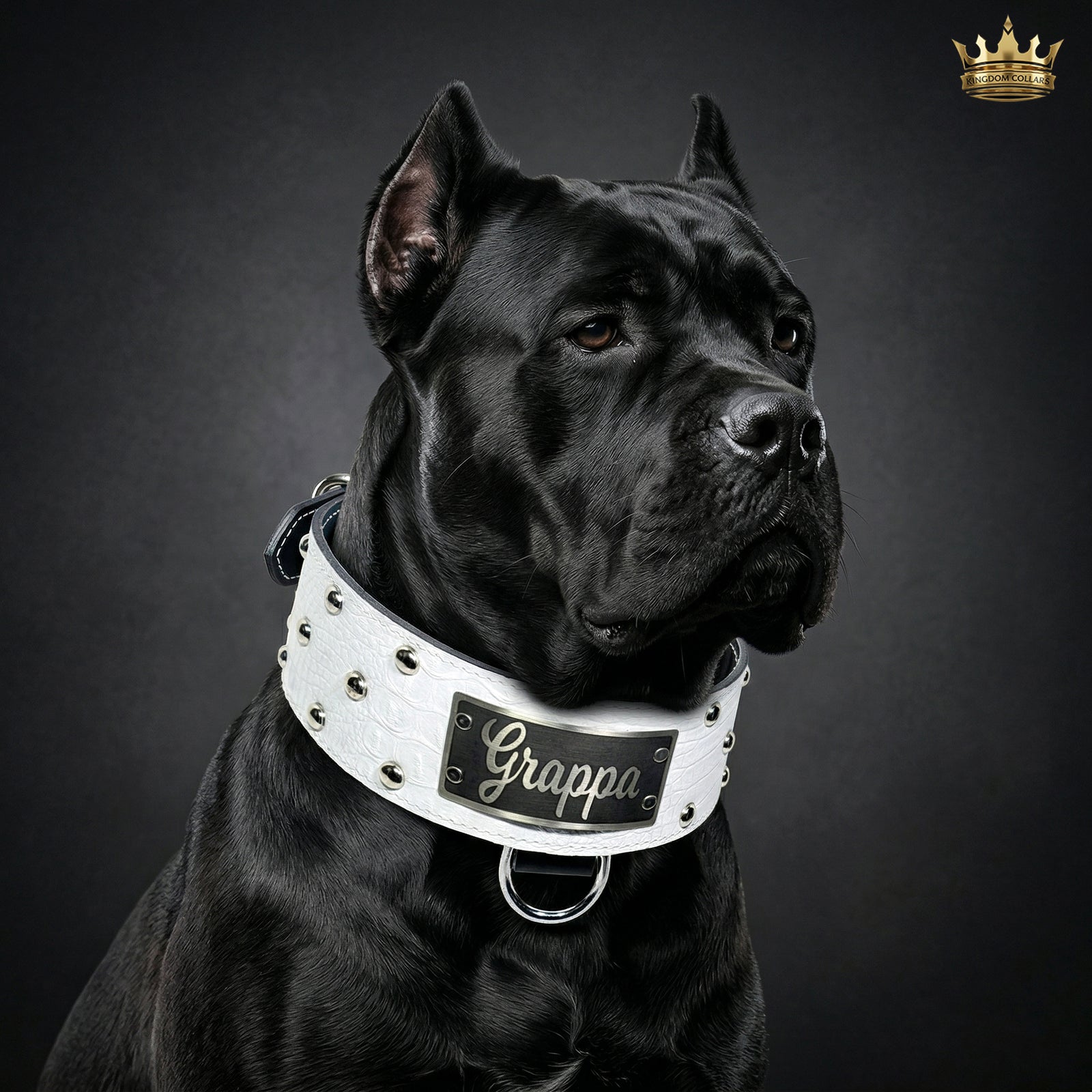 NX3 - Coleira de cachorro de couro cravejada com placa de identificação de 3"