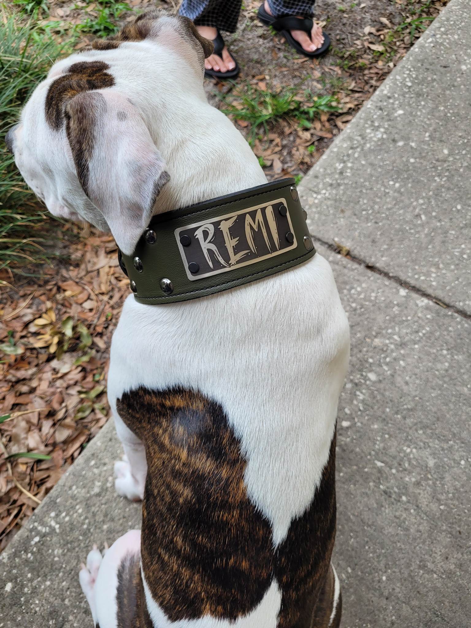NX3 - Coleira de cachorro de couro cravejada com placa de identificação de 3"