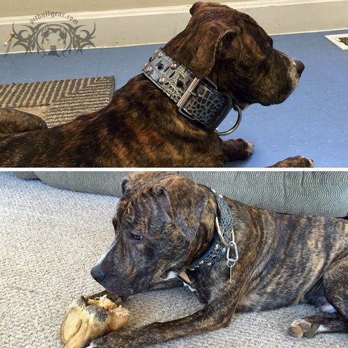 W34 - Coleira de cachorro cravejada personalizada de 2" de largura