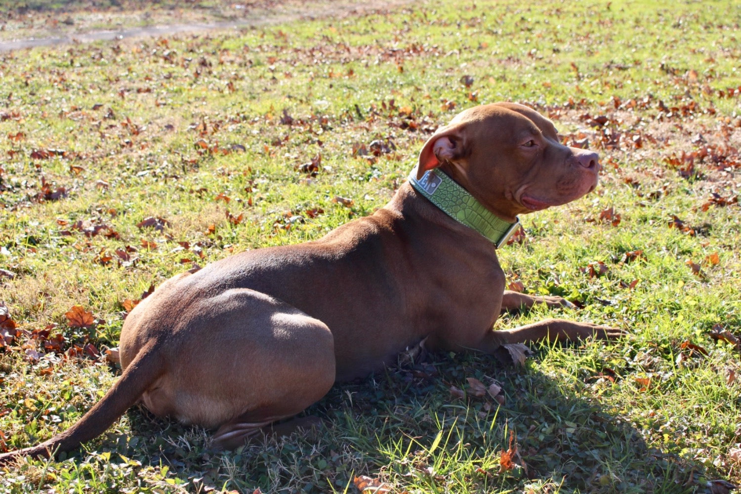 N15 - Collar de cuero para perros de 2" de ancho con placa de identificación