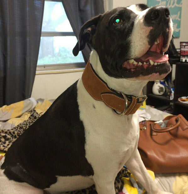 2 1/2" Wide Leather Dog Collar - 4