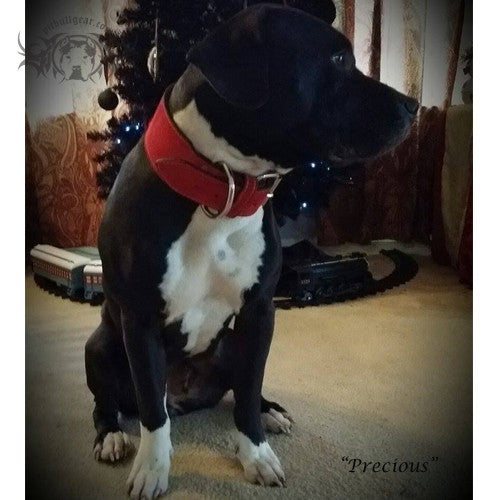 2 1/2" Wide Leather Dog Collar - 3