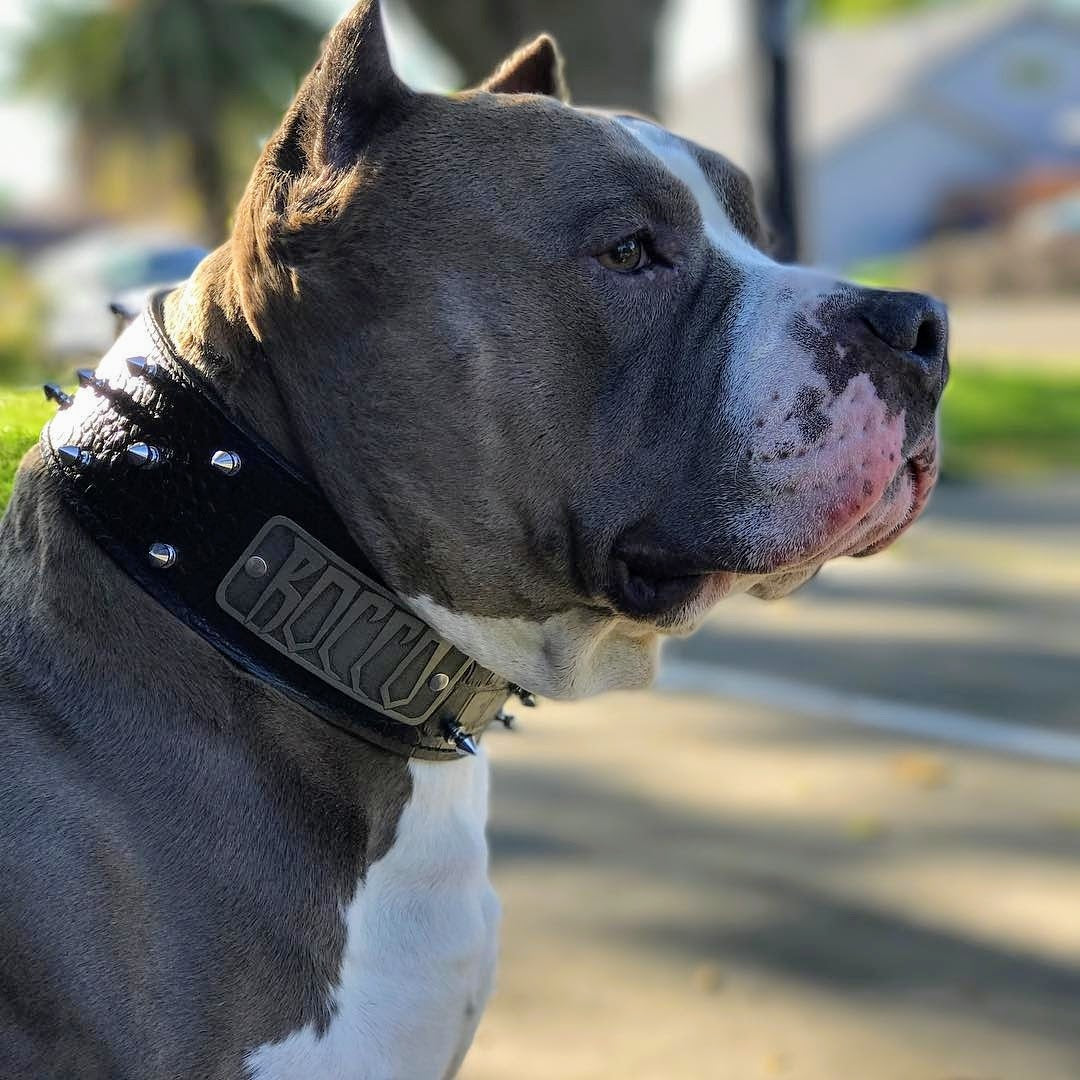 W46 - Coleira de cachorro de couro pontiagudo com placa de identificação de 2"