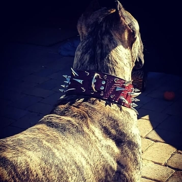 XC30 - Collar de cuero con pinchos para perros de 3" de ancho