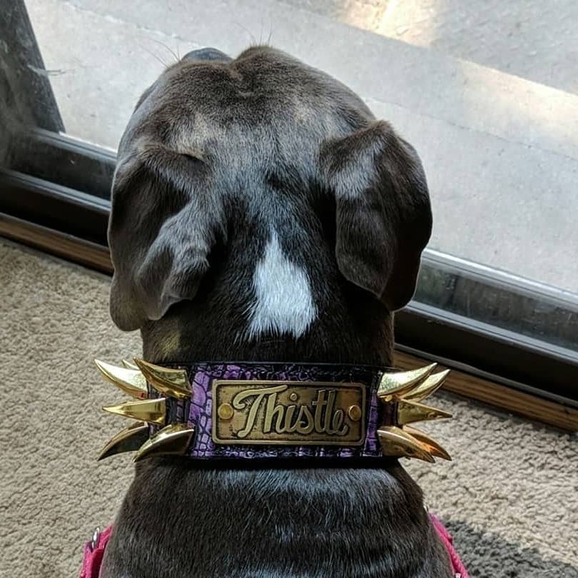 WN14 - Collar de cuero para perros de 2" de ancho con púas y placa con nombre