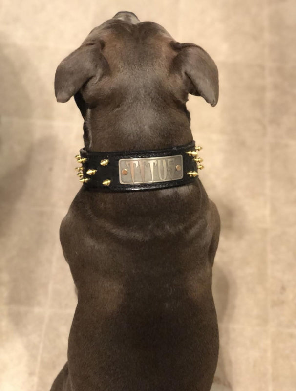 W46 - Coleira de cachorro de couro pontiagudo com placa de identificação de 2"