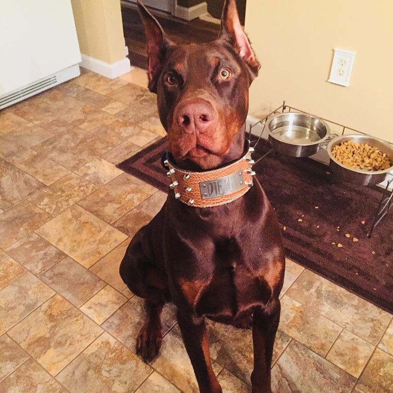 XN1 - Collar de cuero para perro de 3" de ancho con placa de identificación personalizada y tachuelas