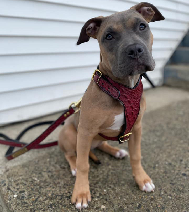 SCH - Sport Cut Leather Dog Harness