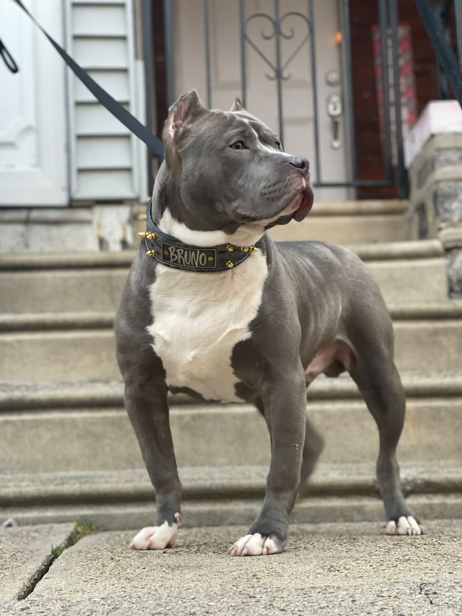 W46 - Coleira de cachorro de couro pontiagudo com placa de identificação de 2"