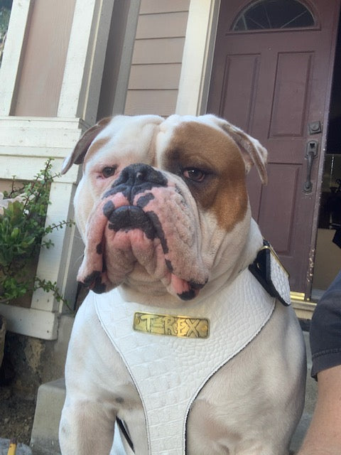 NH4 - Arnés de cuero personalizado para perros