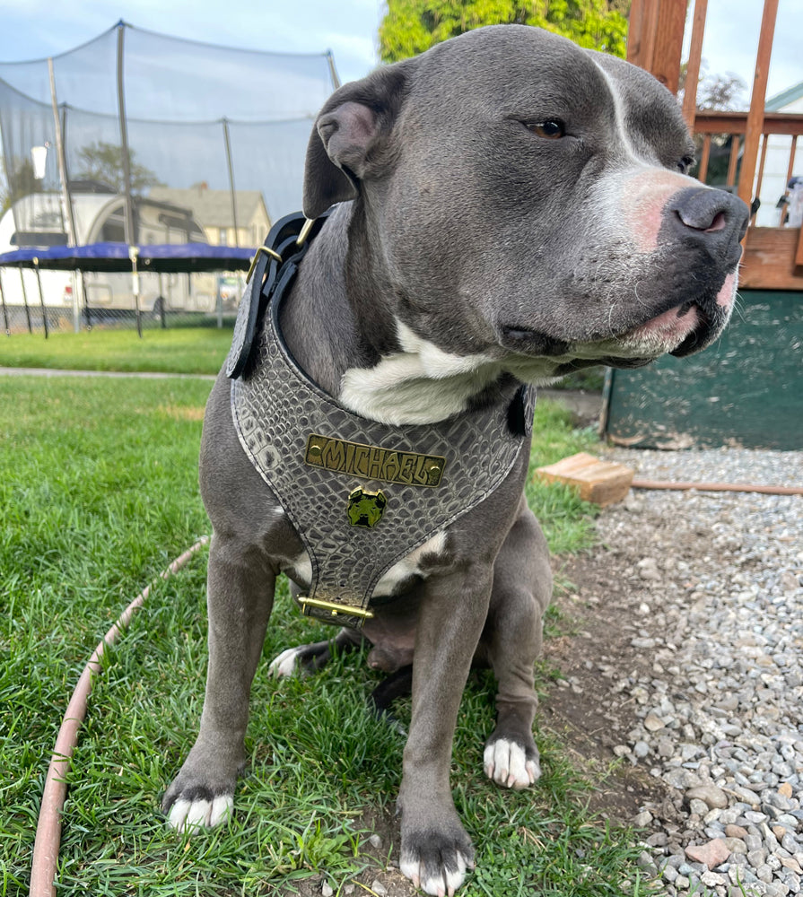 NH12 - Custom Italian Leather “Bully” Dog Harness with Engraved Name Plate