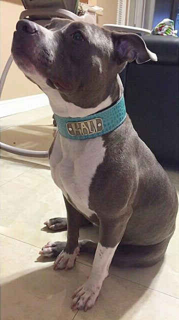 N15 - Collar de cuero para perros de 2" de ancho con placa de identificación