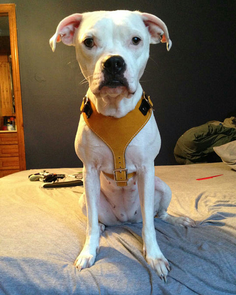 H1 - Arnés de cuero para perros hecho a medida