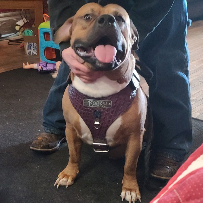 NH12 - Custom Italian Leather “Bully” Dog Harness with Engraved Name Plate