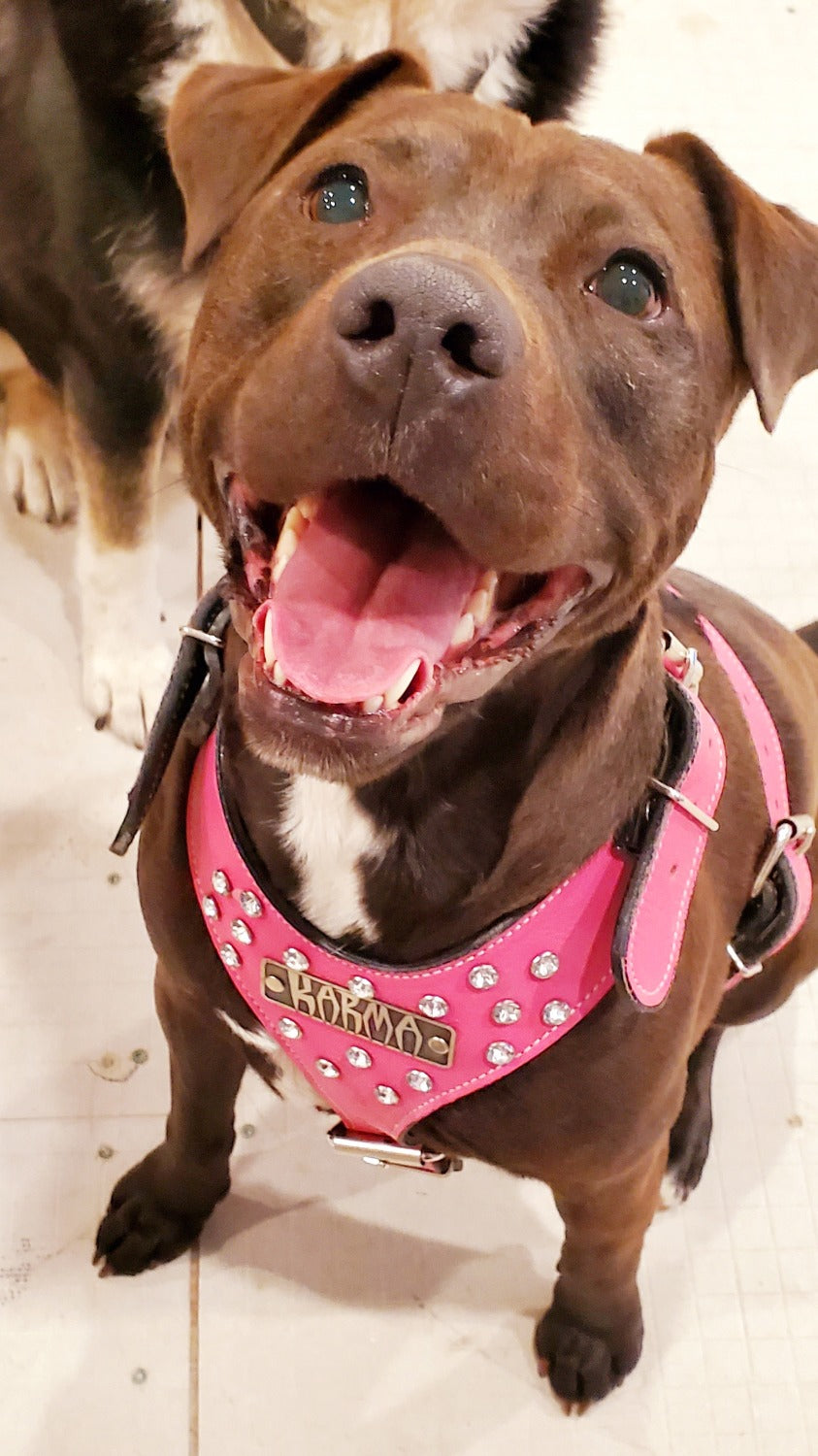 Y01 - Custom Italian Leather Dog Harness with Crystal Gems & Engraved Name Plate