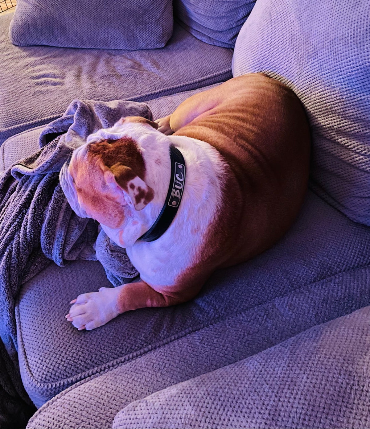 Collar de cuero para perro con placa de identificación personalizada Collar de 1" hecho a medida - NU1