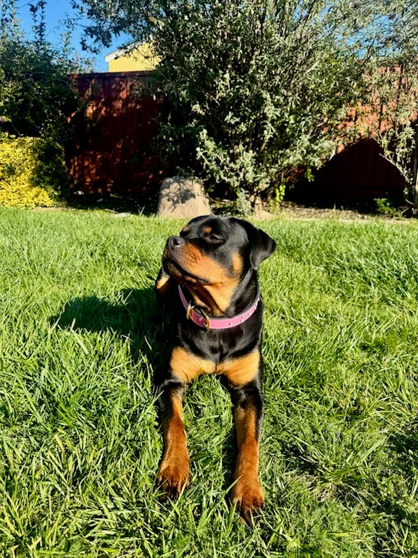 V44 - Collar de cuero para perros de 1,5" de ancho con gemas