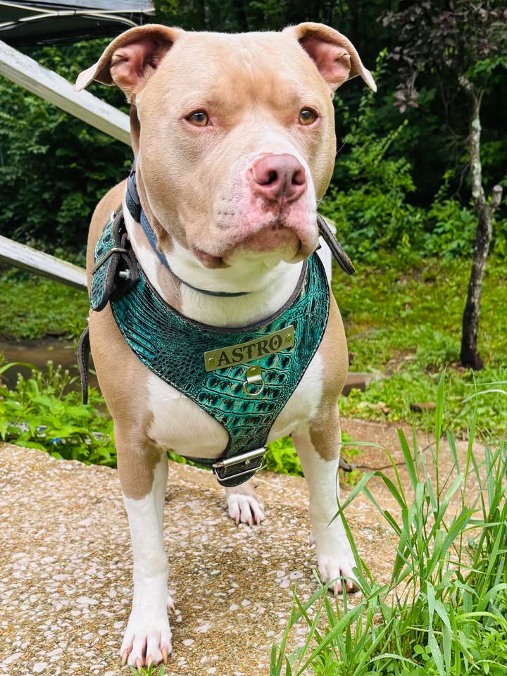 NH4 - Arnés de cuero personalizado para perros 