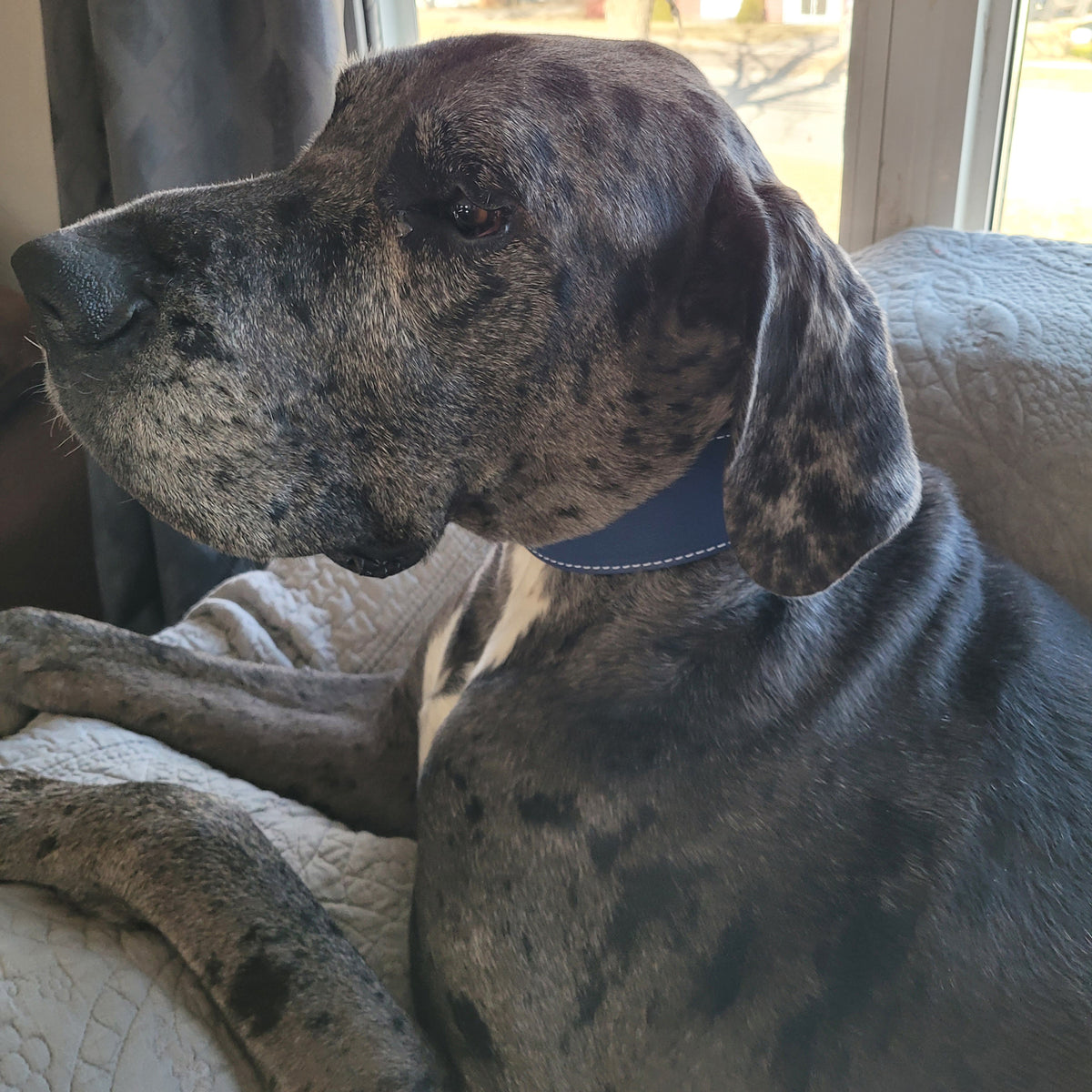 J25 - 2.5" Wide Leather Dog Collar