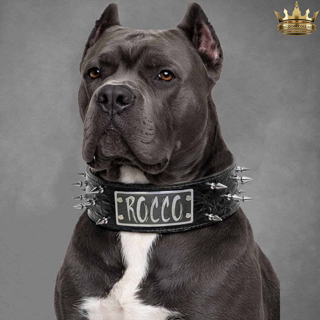 Dog wearing a spiked collar with 'ROCCO' on a gray background
