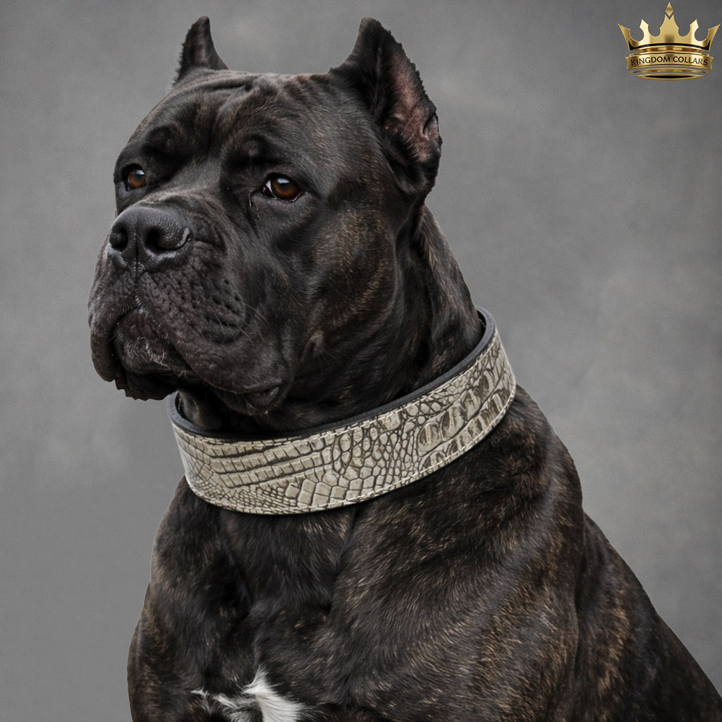 Black dog wearing a decorative collar on a gray background
