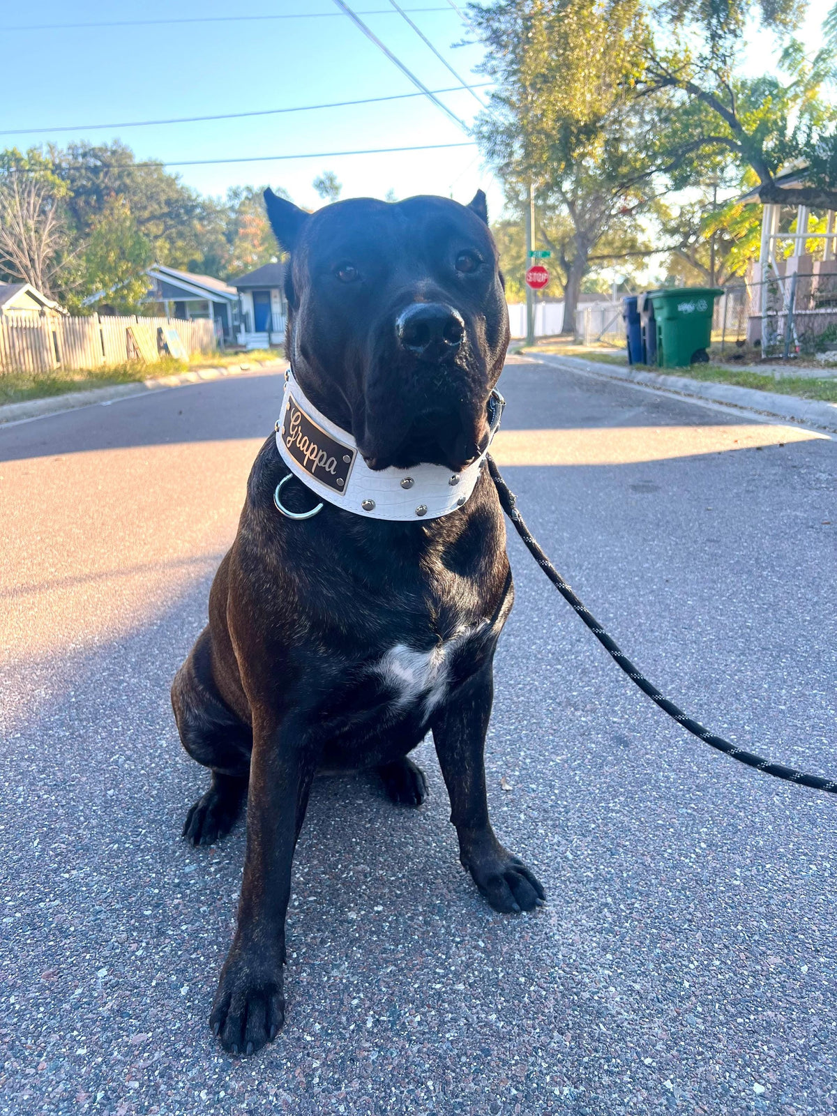 NX3 - Coleira de cachorro de couro cravejada com placa de identificação de 3"