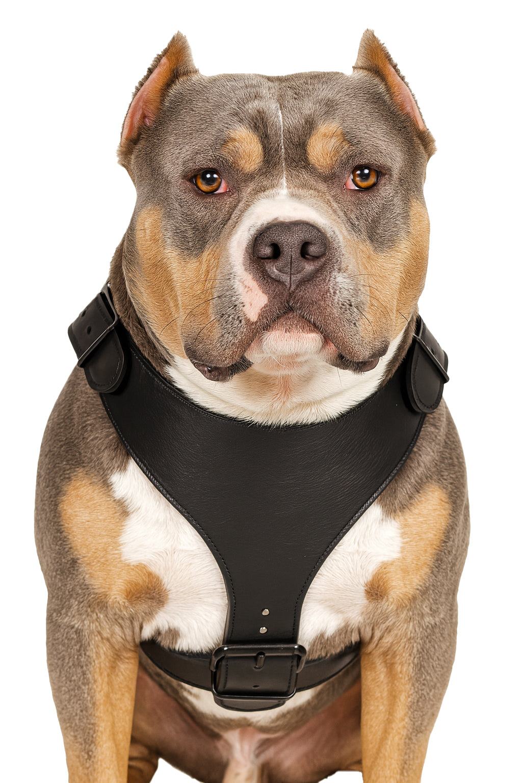 H1 - Arnés de cuero para perros hecho a medida