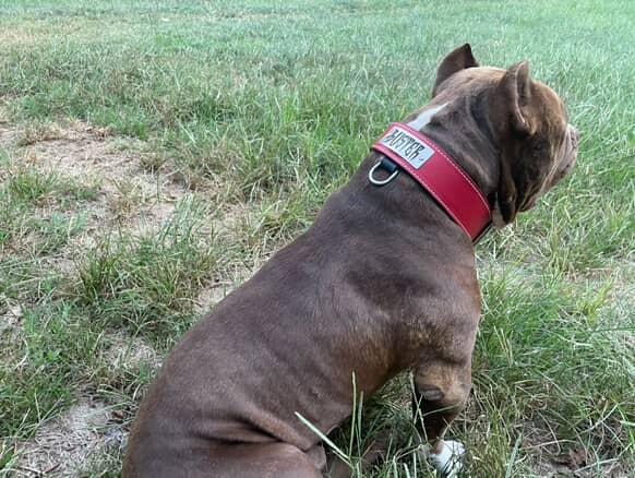 N15 - Collar de cuero para perros de 2" de ancho con placa de identificación