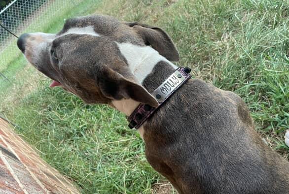 Coleira de cachorro de couro personalizada U1 - 1" com pinos de balde