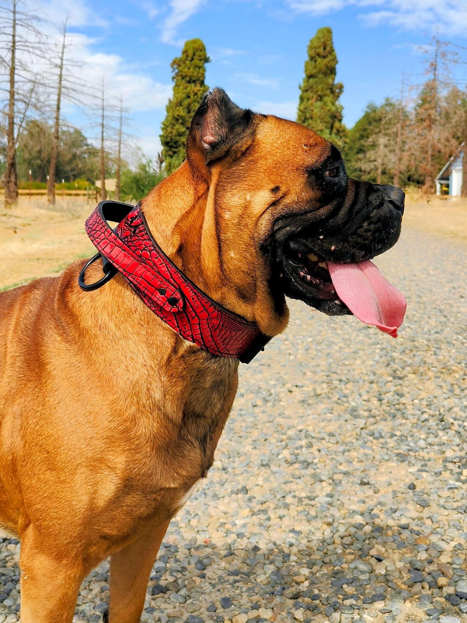 AGT1 - 2" Wide Leather Agitation Dog Collar with Handle