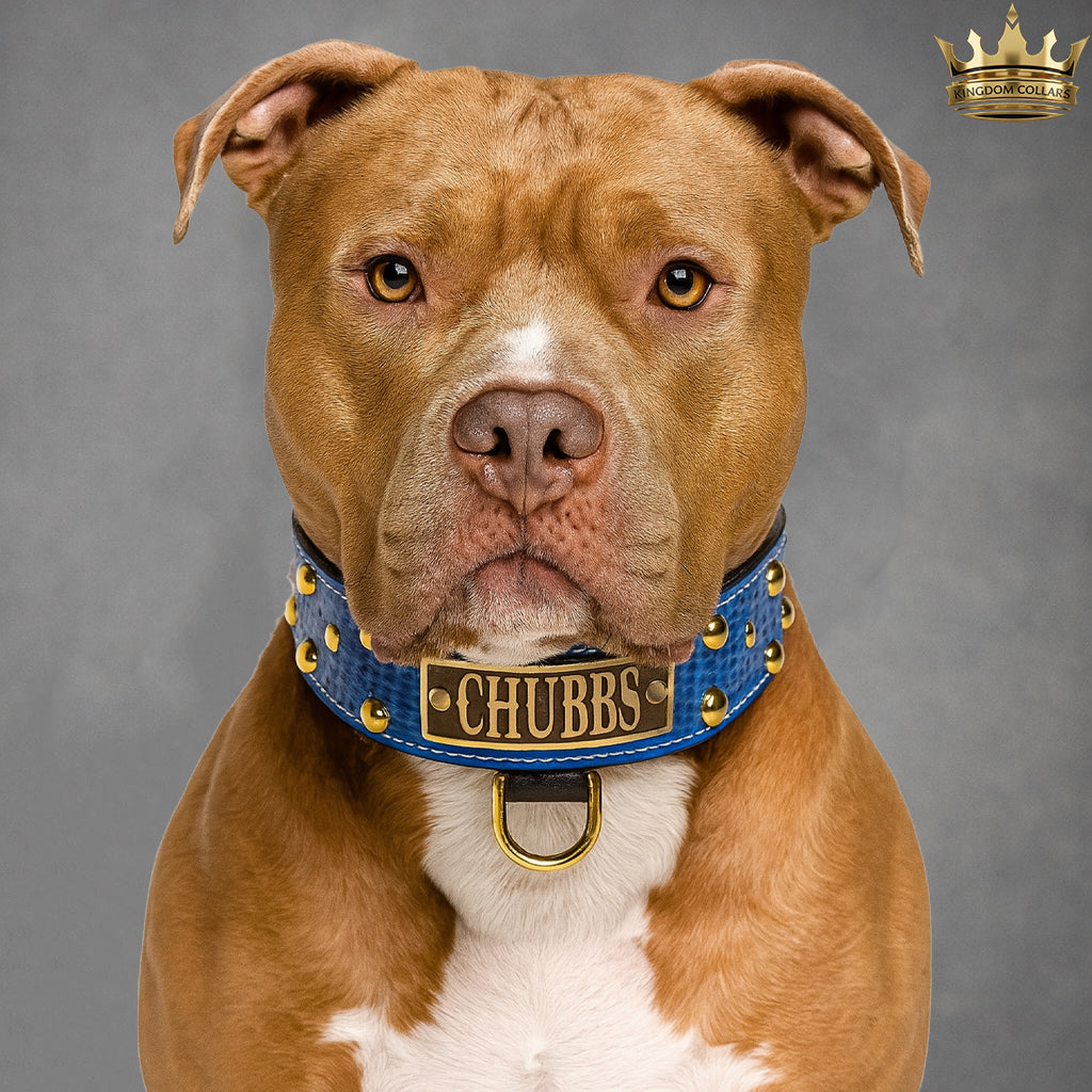 2" Wide Personalized Italian Leather Studded Dog Collar | Engraved Name Plate