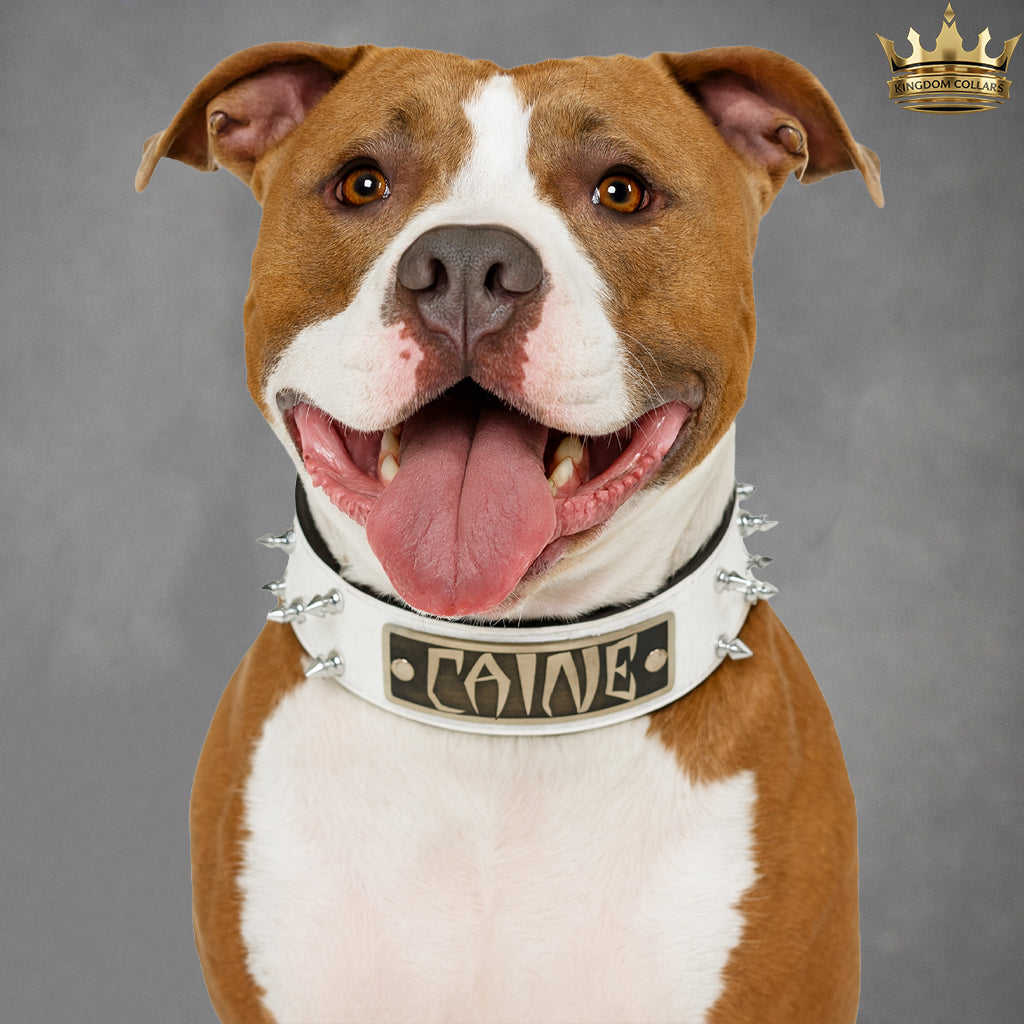 N6 - Collar de cuero cónico personalizado para perros de 2" de ancho con púas