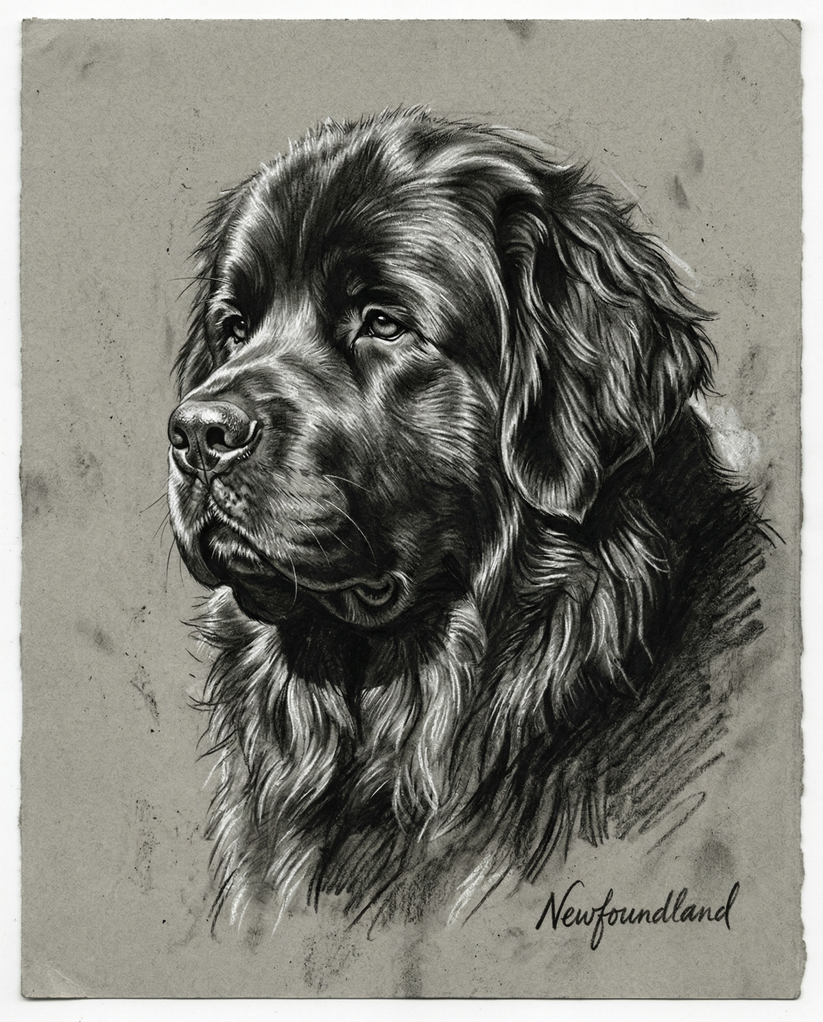 Custom Anatomical Charcoal Noir Dog Portrait | Digital Pet Artwork