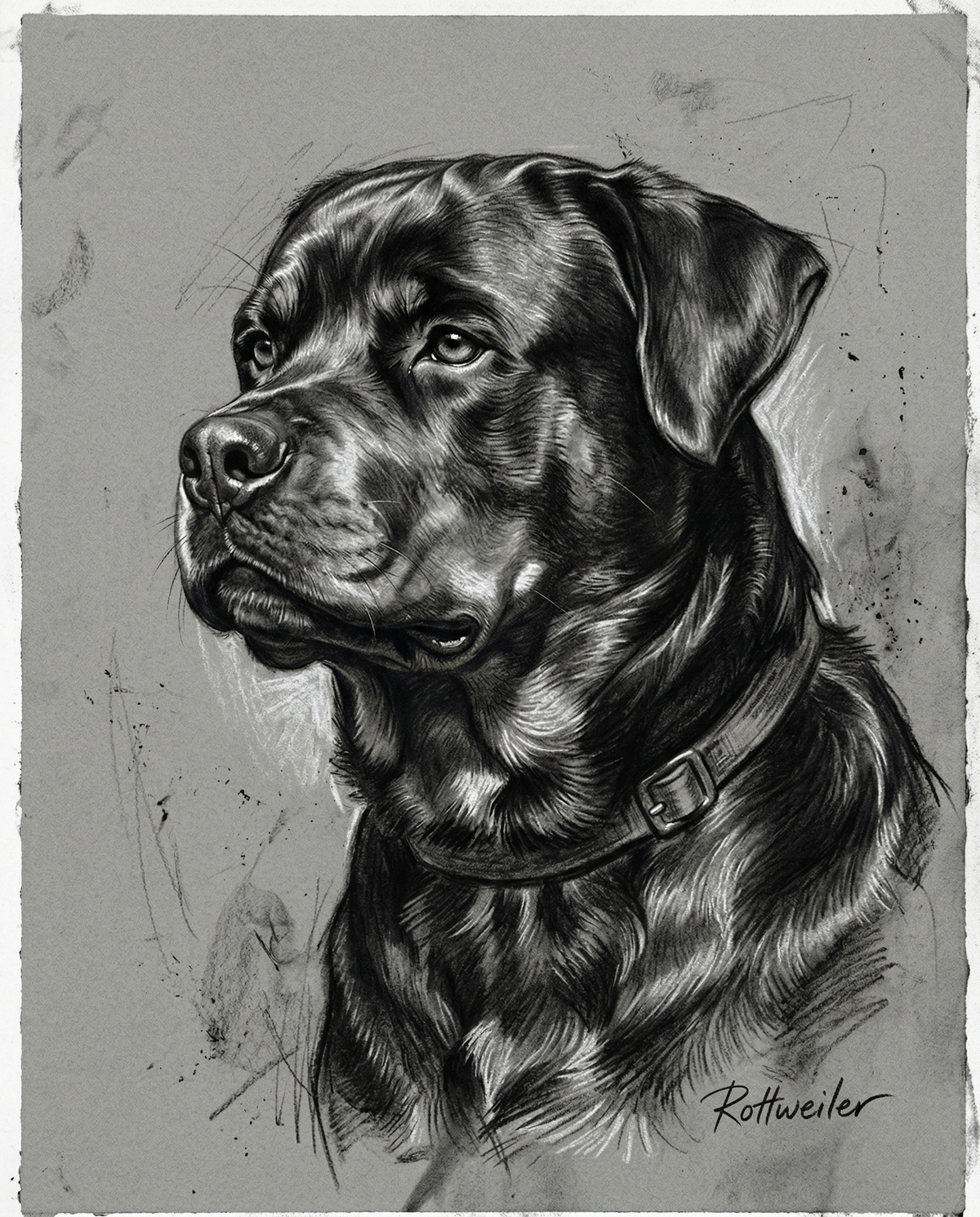 Custom Anatomical Charcoal Noir Dog Portrait | Digital Pet Artwork