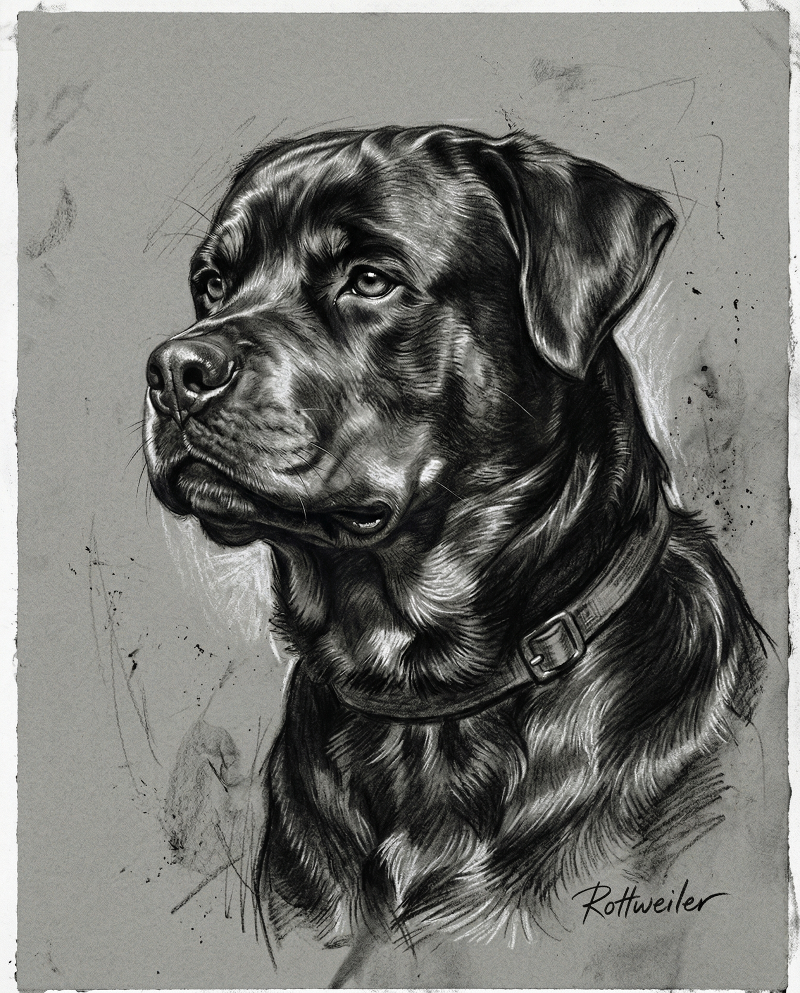 Custom Anatomical Charcoal Noir Dog Portrait | Digital Pet Artwork