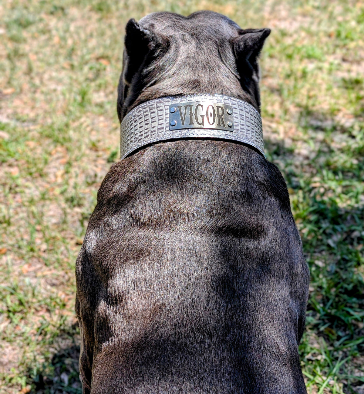NJ11 - 2.5" Wide Leather Dog Collar Personalized Name Plate