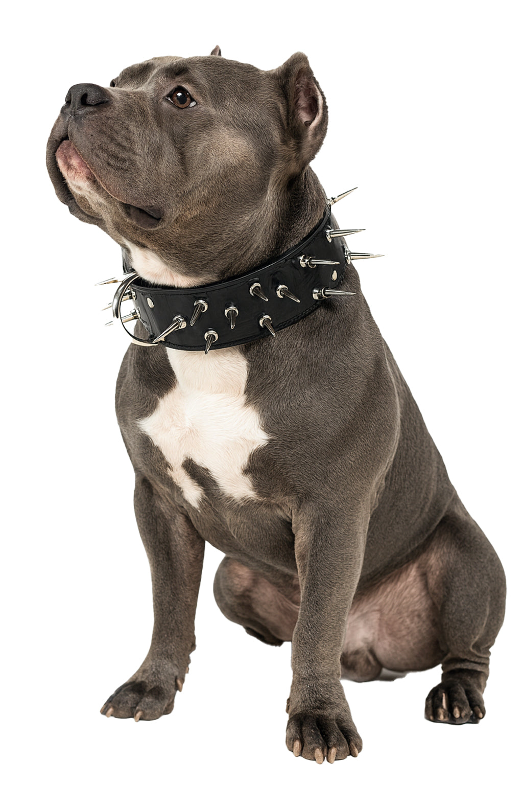 Dog wearing a spiked leather collar on a white background