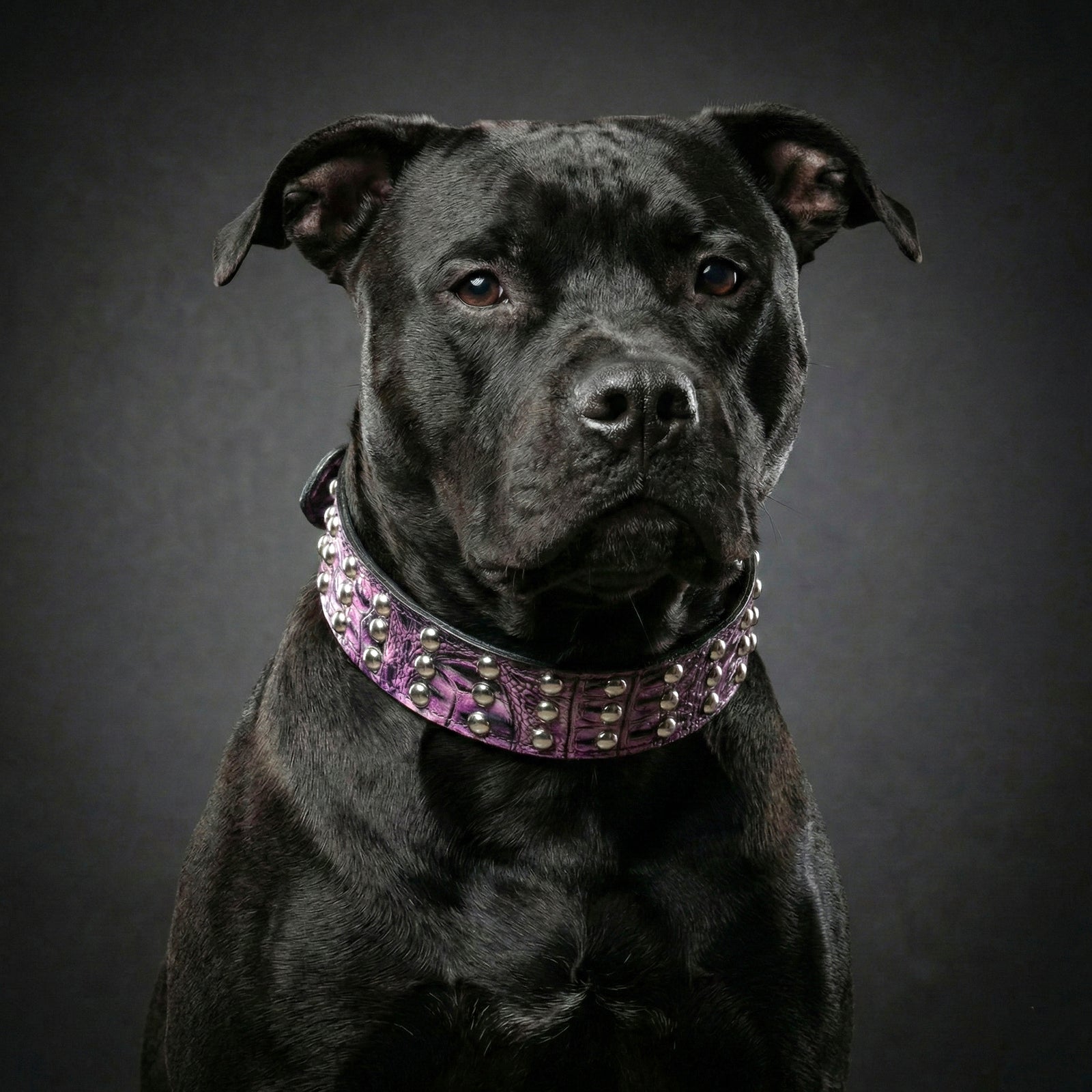 Black dog wearing a purple collar with decorative studs on a dark background