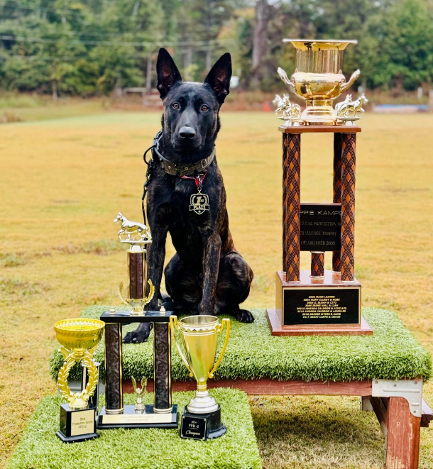 WN7 - Collar de cuero personalizado para perros de 2" con tachuelas y gemas