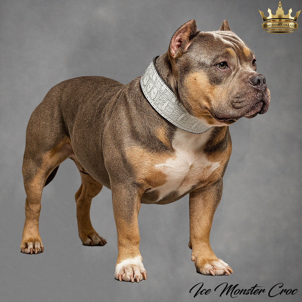 X1 - Collar de cuero para perros de 3" de ancho